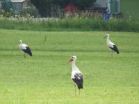 2015-07-12 - Altstorch mit beiden Jungstörchen