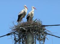 2016-06-06 - Nestbau beendet