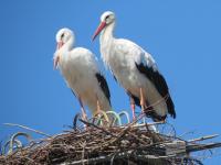 2016-09-12 - Nest Zollenreuter Str.