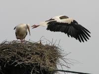 2016-05-11 - Abflug Störchin