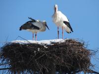 2016-02-26- Bald kommt der Frühling