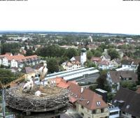 Wie lange bleibt das tote Küken im Nest?