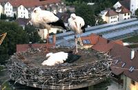 Familie Storch