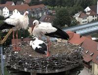 komplette Familie Storch