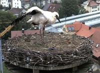 Flugübung am 1. Juli