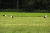 2009-07-19 - Storchenfamilie bei der Futtersuche