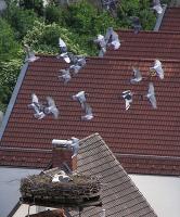 2009-05-28 - Tauben umfliegen das Schlossnest