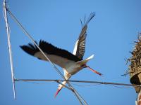 2012-03-26 - Bad Waldsee