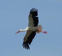 2012-06-15 - Umrundung des Nestes