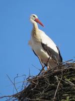 2013-03-08 - Bad Waldsee