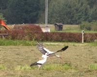 2013-05-06 - Bad Waldsee