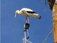 2009-04-29 - Storch in Bad Waldsee