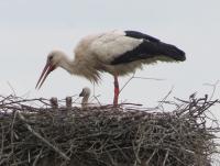 2013-05-16 - Bad Waldsee