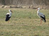 2012-03-17 - Ebenweiler Storchenpaar