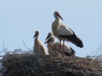 2014-06-04 - Fronreute-Preußenhäusle