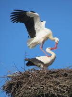 2014-03-08 - Bad Waldsee