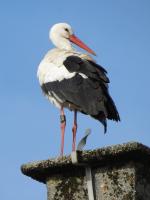 2013-03-08 - Bad Waldsee