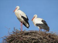 2013-03-08 - Bad Waldsee