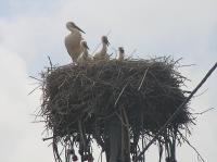 2009-06-23 - Storchennest in Zussdorf