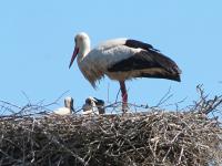 2013-05-18 - Bad Waldsee