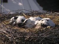 2012-06-05 - Regungslos im Nest