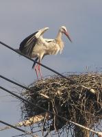 2012-06-05 - Rückkehr zum Nest