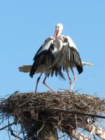 2012-03-16 - Kampf im Nest