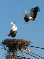 2012-03-16 - Schweizer Storch greift nochmals an