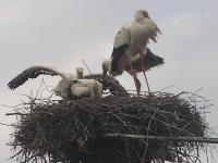 2012-06-09 - Jungstörche wachsen schnell