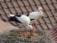 2012-04-11 - Storchenmännchen bedeckt das Gelege