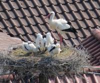 2012-05-29 - Mahlzeit