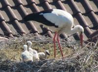 2012-05-14 - Fütterung durch Storchenmännchen