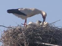 2012-05-25 - Fütterung der drei Jungstörche