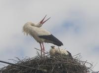 2012-06-10 - Was macht Papa da?