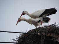 2012-03-04 - Neugieriger Blick auf den Besucher