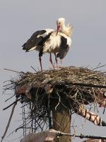 2011-03-25 - Storch mit vier Beinen?