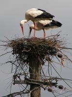 2010-05-31 - Gemeinsamer Nestbau