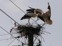 2010-05-29 - Nachschub für Nestbau