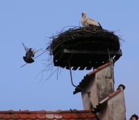 2010-05-28 - Storch und Taube