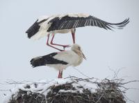 2013-03-26 - Liebesspiel bei Minusgraden