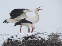 2013-03-26 - Geduldiges Warten auf schönere Tage