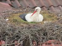 2013-05-10 - Brütende Störchin