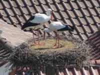 2013-06-13 - Aufgeräumtes Nest